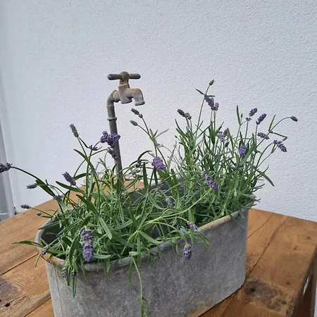 Ferienidyll Hofmann Διαμέρισμα Glowe